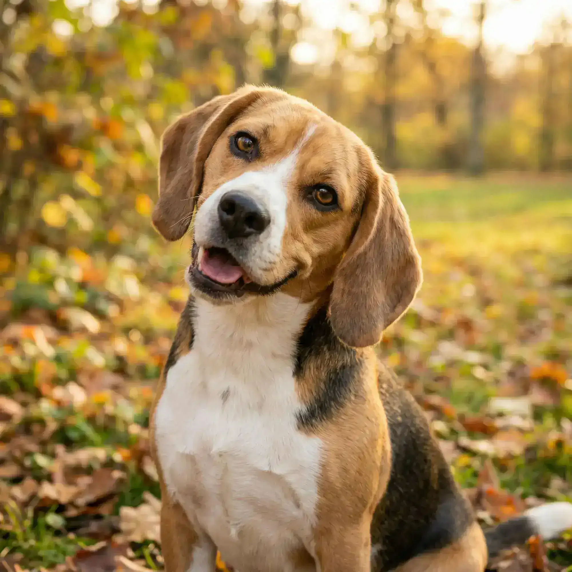 Mental Stimulation Games